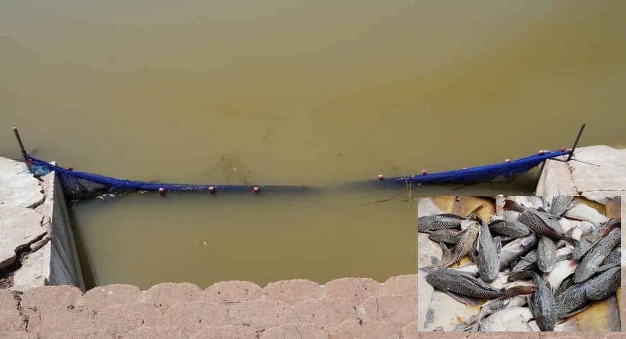 Colocan atarraya en la Laguna del Náinari  de Cajeme para atrapar a pez diablo