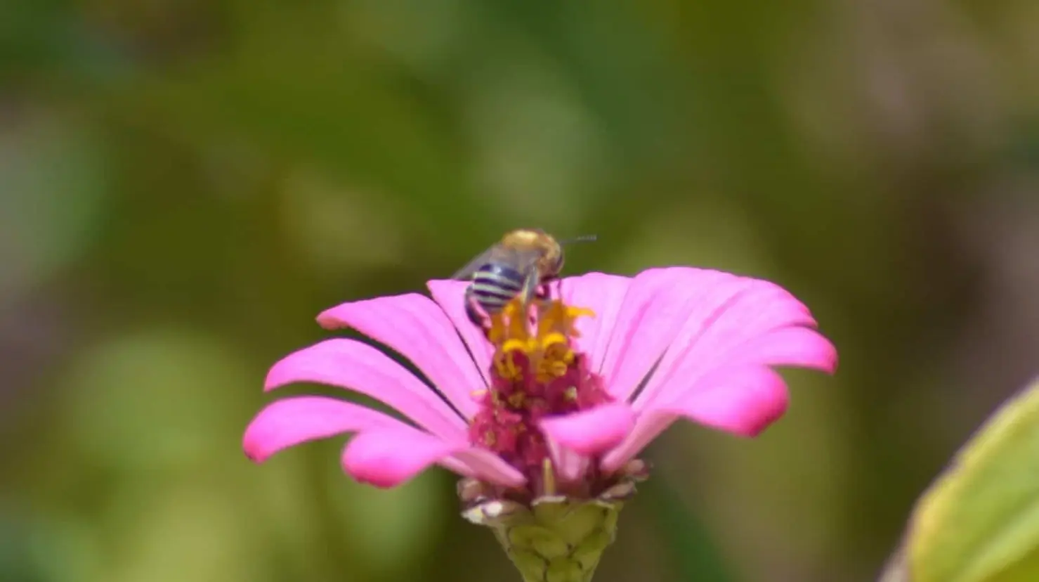 Llaman a convertir los patios en santuarios de la biodiversidad