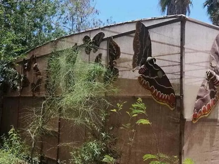 En abandono Mariposario del Júpare; confían que Plan de Justicia lo rescate