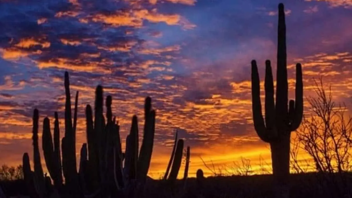 Estas canciones representan a los sonorenses Foto: RADA CS