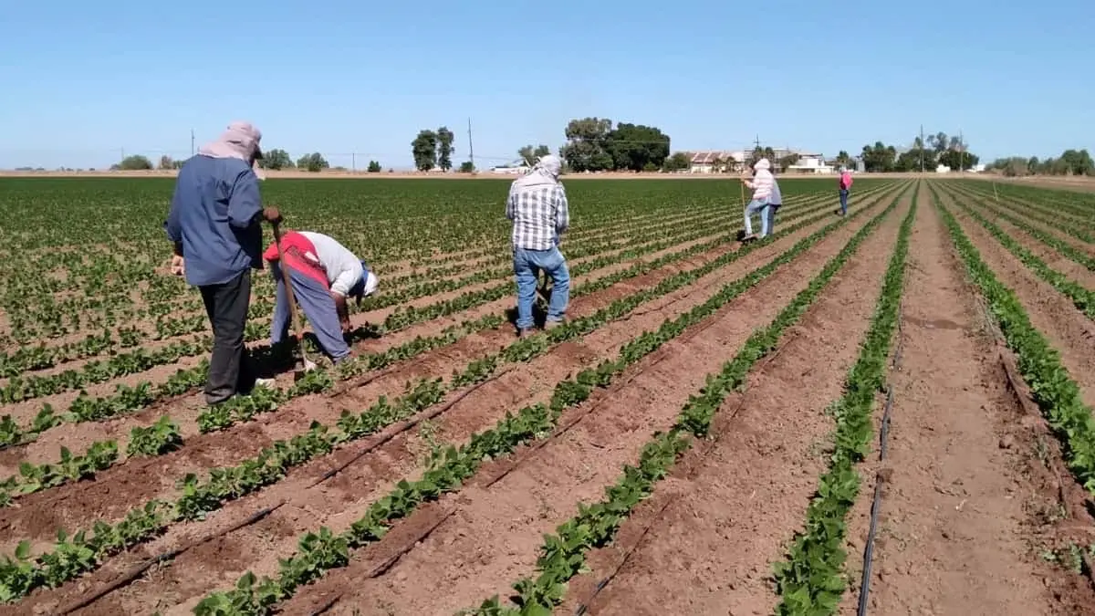 Trabajadores del campo, invisibles para patrones