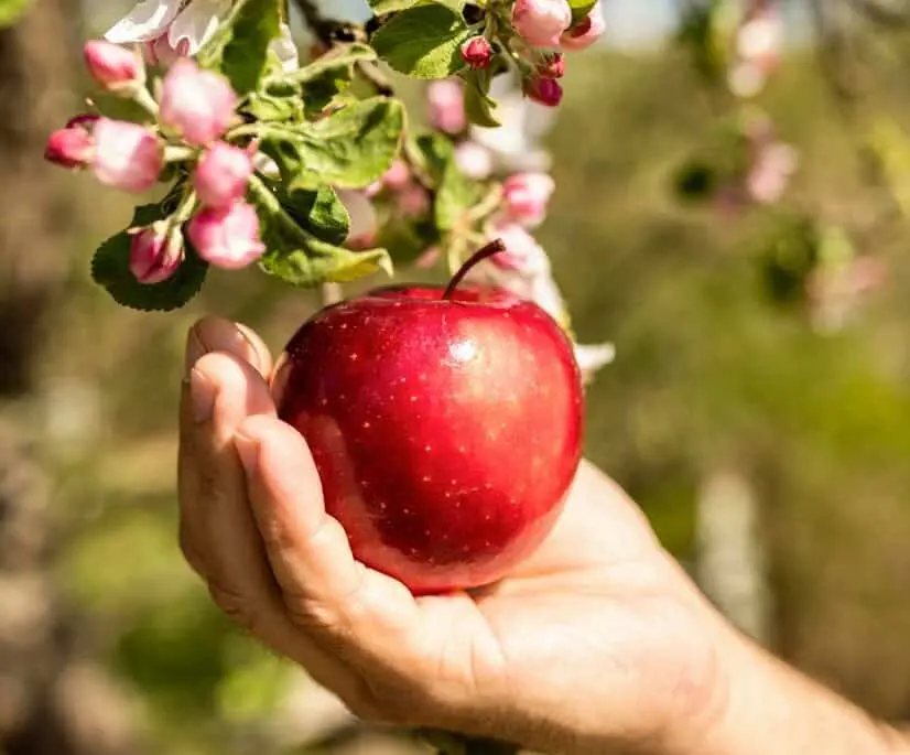 Invitan a la Feria de la Manzana en Yécora
