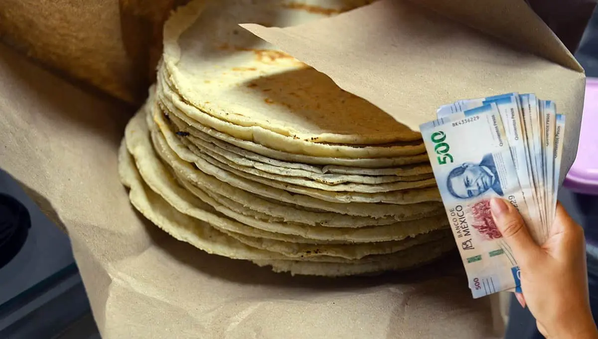 Cofece solicita cambios en producción del maíz; ¿cómo afectaría al precio de la tortilla?