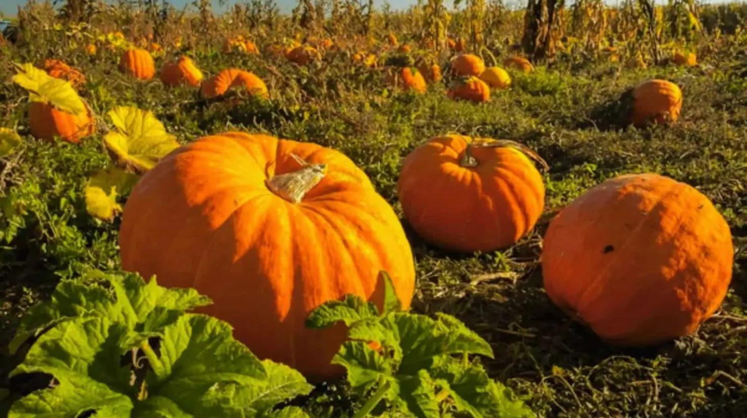 Sonora cultiva las calabazas de Halloween que adornan a esta celebración