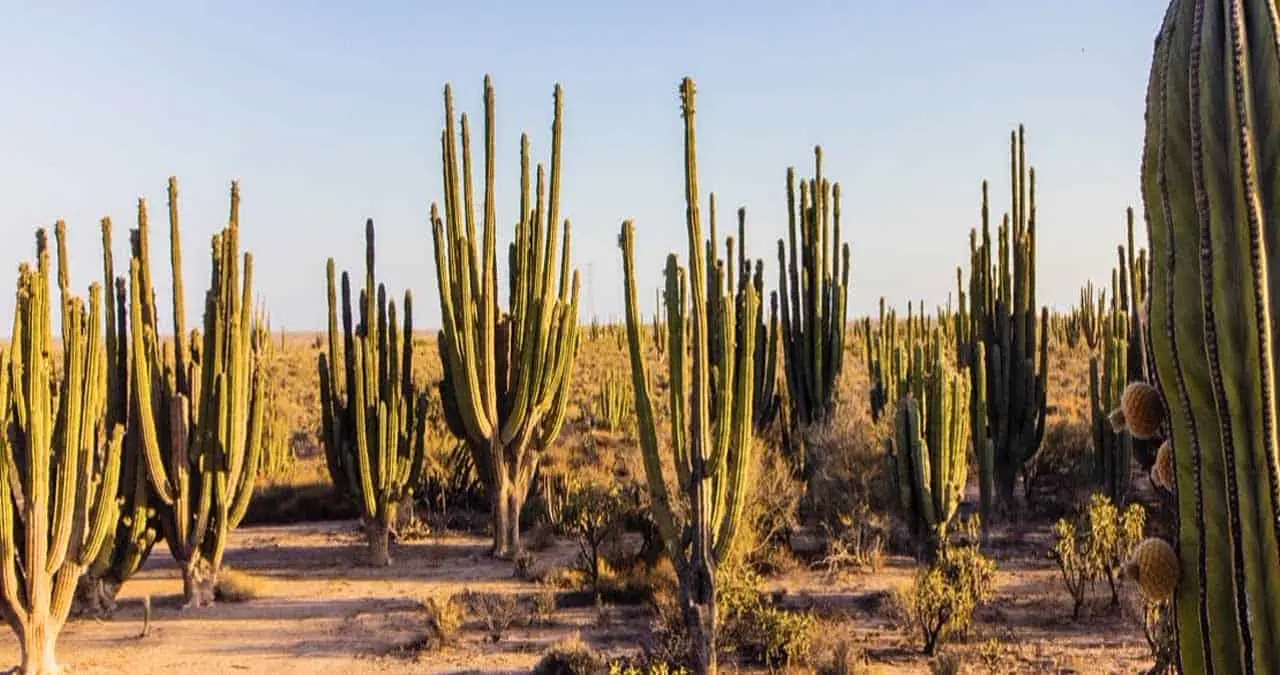 Inegi: ¿Cuál es y cuántos habitantes tiene la ciudad más poblada de Sonora?