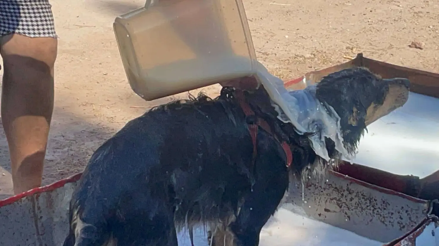 Mueren por rickettsia en Cajeme en una semana siete personas