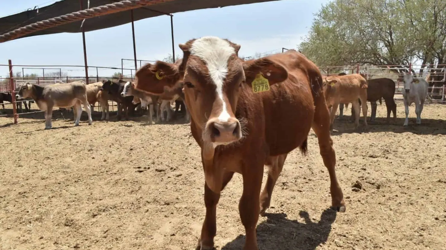 Preocupa sequía a lecheros del sur de Sonora