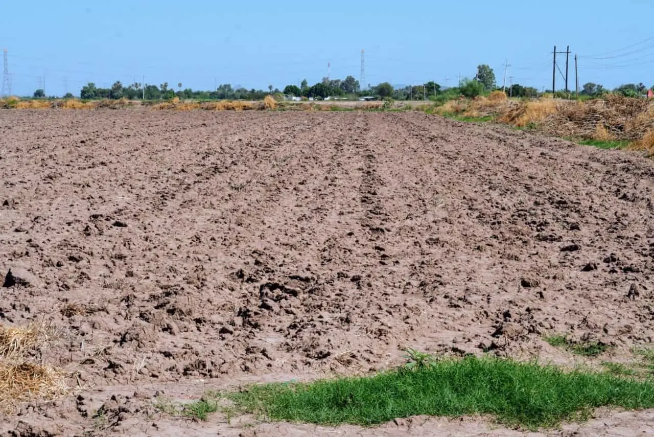 Campo sonorense se queda sin capital para invertir