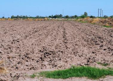 Campo sonorense se queda sin capital para invertir