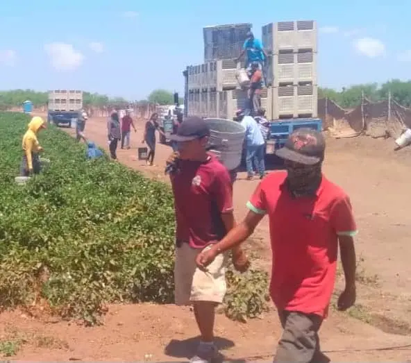 Jornaleros del sur de Sonora piden programas de empleo temporal