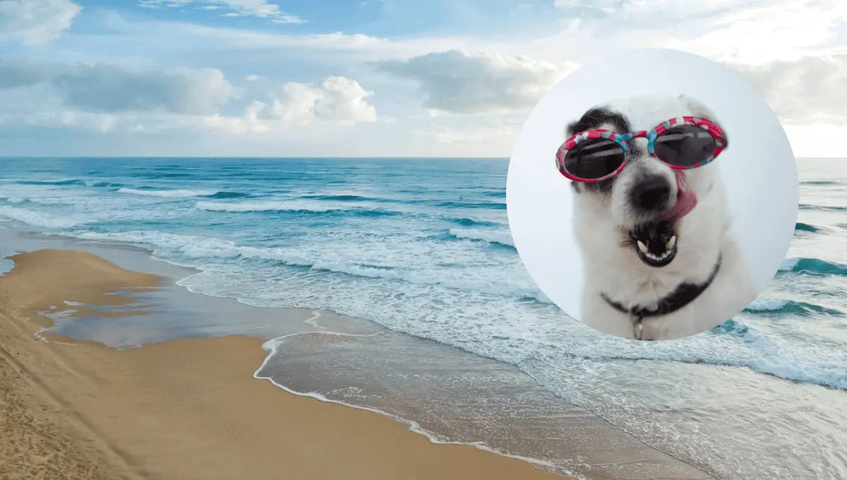 Playas en México pet friendly. Fuente: Pexels: Daniel Jurin,  Ilargian Faus