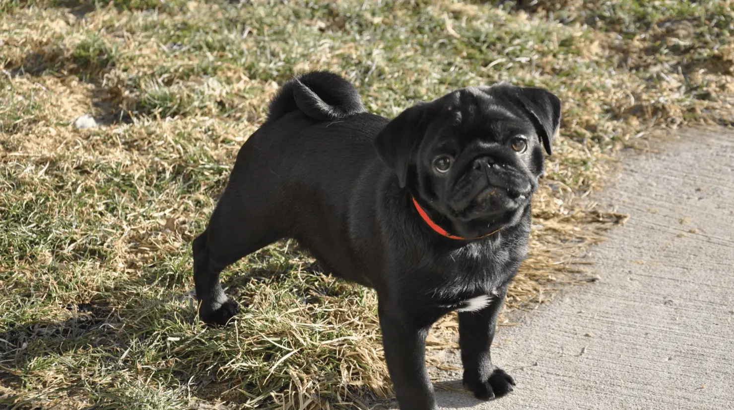 Hoy es el día internacional del pug, una raza con mucha historia