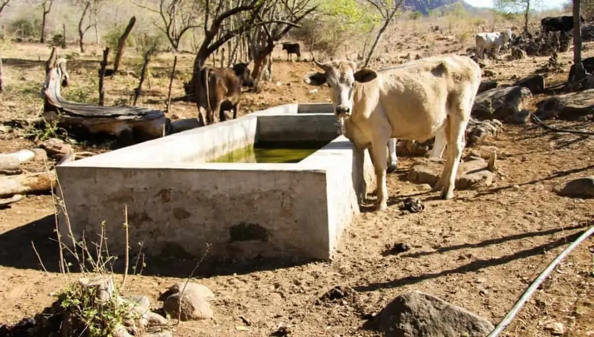 Sequía en Sonora podría llevar a que ganaderos pierdan a sus animales