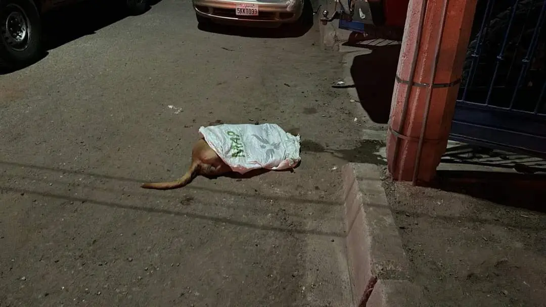 En Cajeme investigan envenenamiento de perros