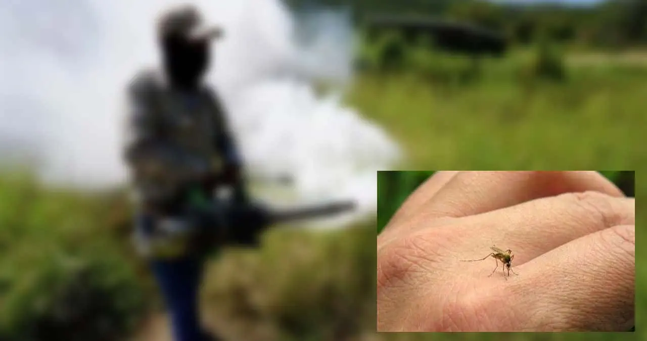 Registran más de 30 casos de dengue en Sonora