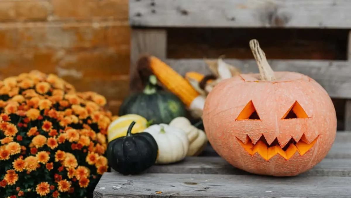 Este es uno de los productos claves para el Halloween y se produce en Sonora