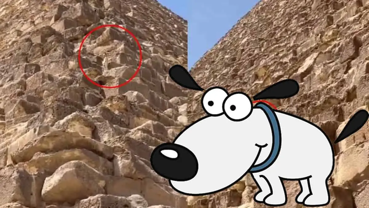 VIDEO | ¡Increíble! Captan a perrito en la cima de la Gran Pirámide de Giza