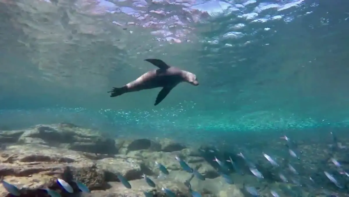 Este es el “acuario del mundo” que puedes conocer si visitas Sonora