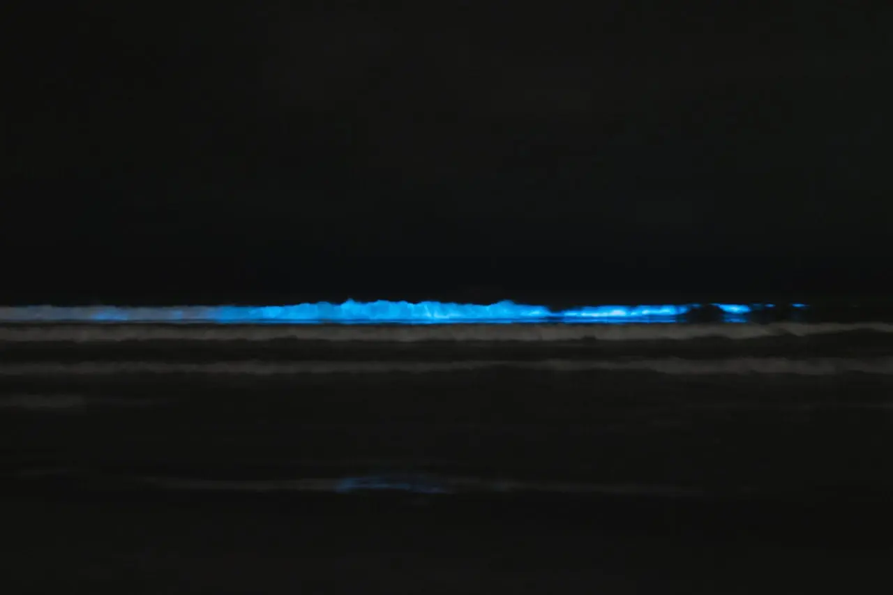Bioluminiscencia en Sonora. Fuente: Pixabay/MierCatPhotography