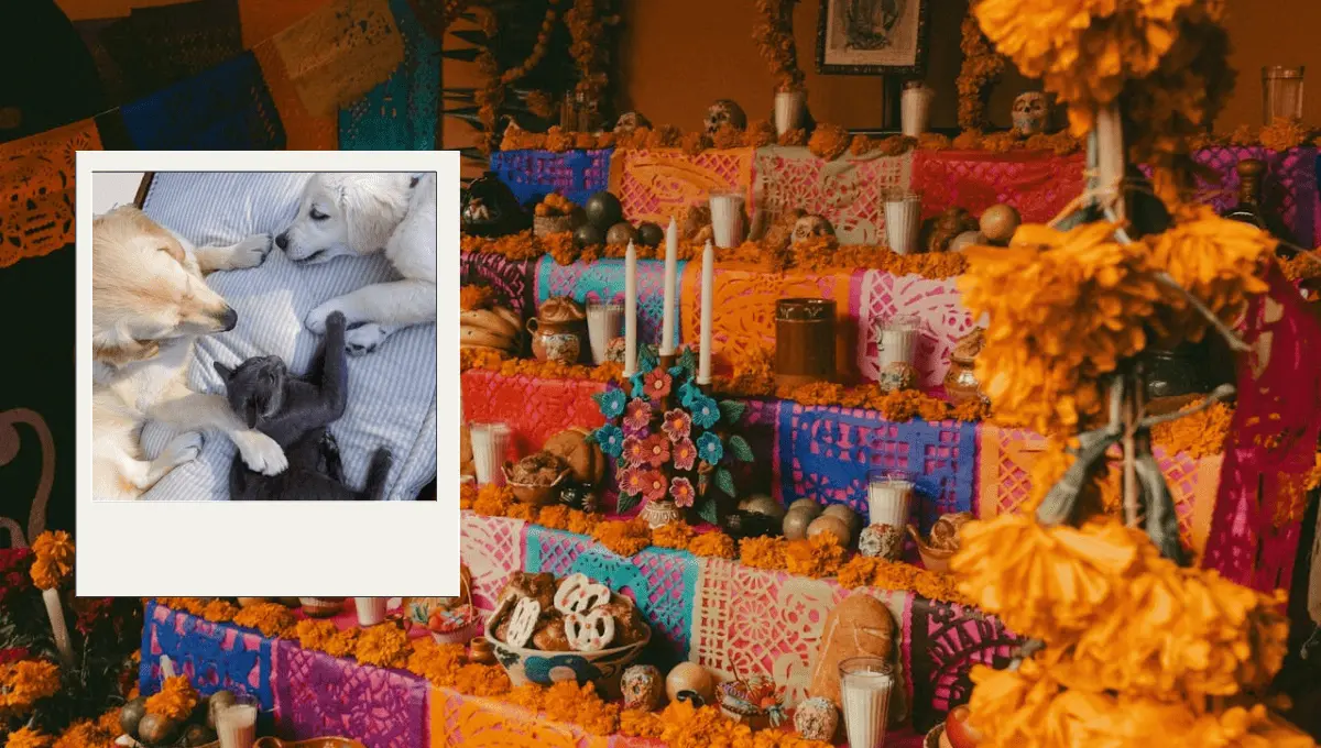 Altar para las mascotas. Fuente: Pexels/a Chris Luengas, Alexandra Bilham