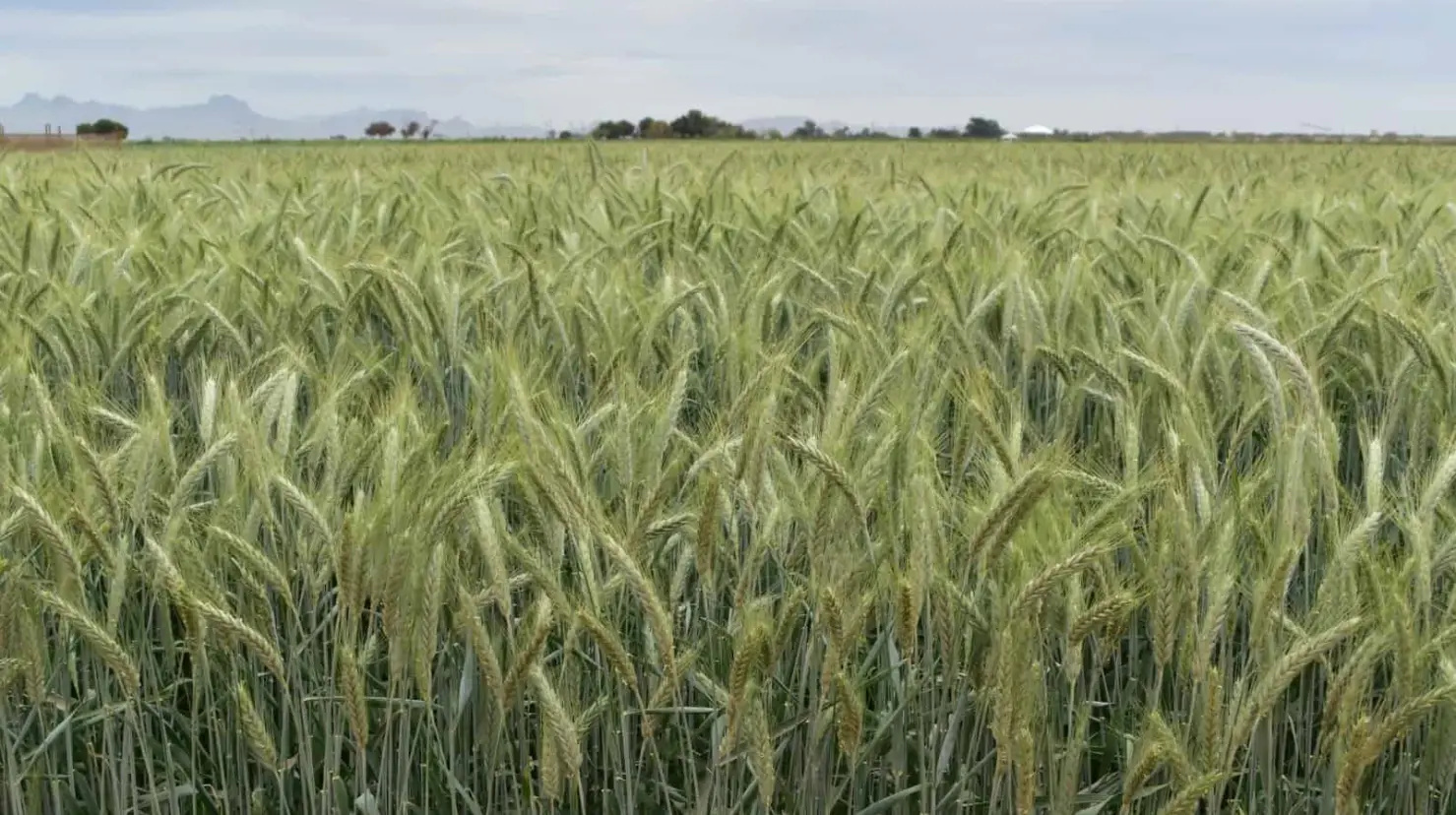 Sequía acaba con trigo en el Valle del Yaqui