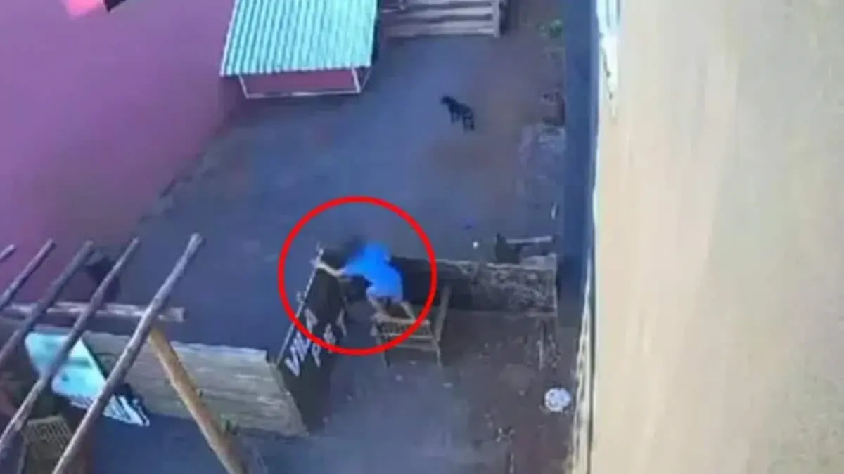 VIDEO | Niño de 9 años mata a 23 animales en una veterinaria