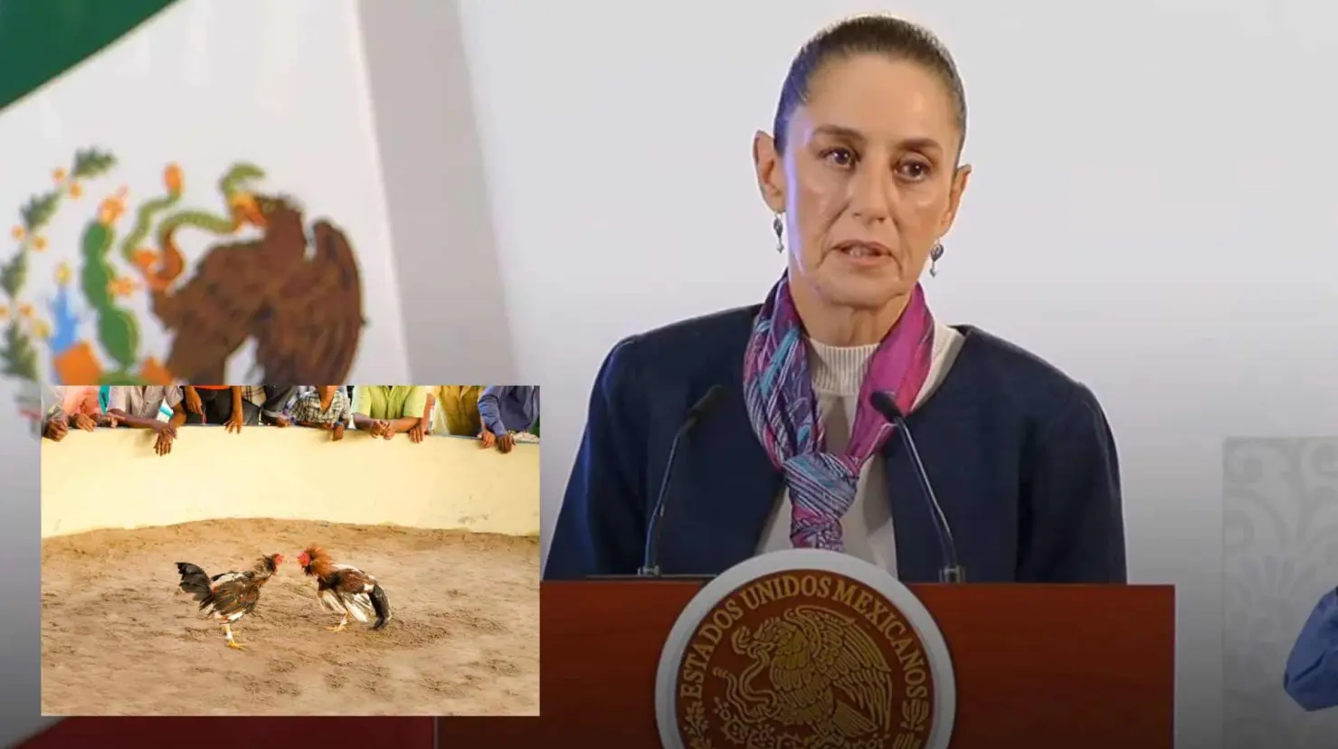 “Protectora de animales”: Sheinbaum anuncia la llegada de Ley Animal en México, ¿Qué pasará con las peleas de gallos?