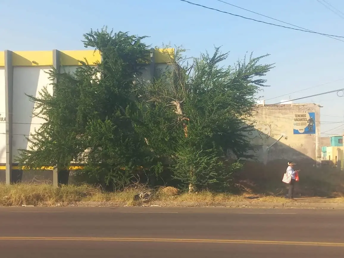 Árbol roto pone en peligro a ciudadanos de Cajeme