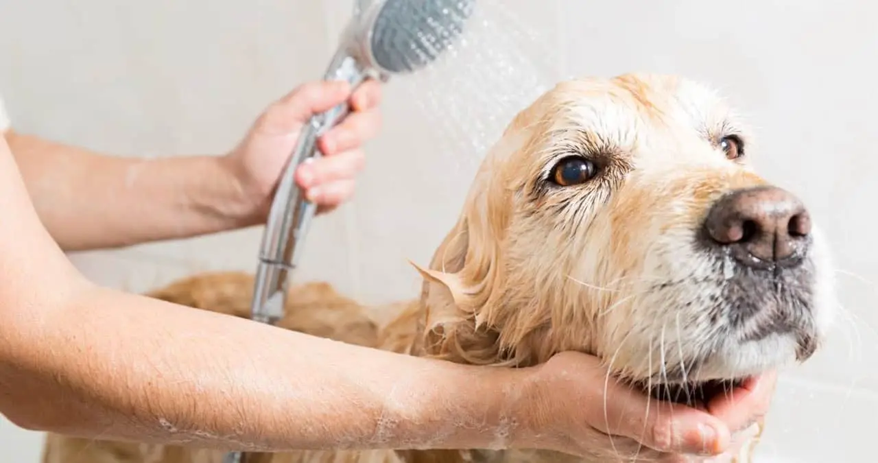 Por esta razón no se debe bañar a los perros con champú humano, según veterinaria