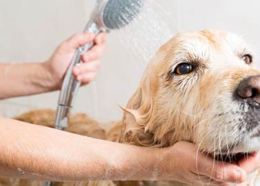 Por esta razón no se debe bañar a los perros con champú humano, según veterinaria