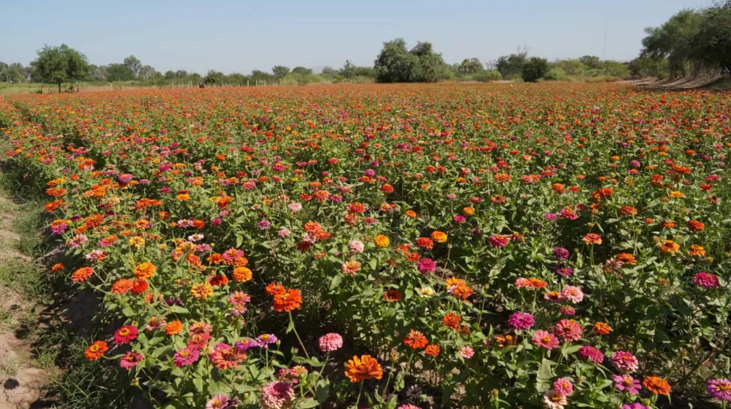 Flores llenan de color Panteón de Cócorit