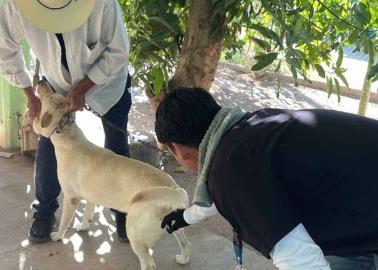 La rickettsia cobra vidas en Sonora