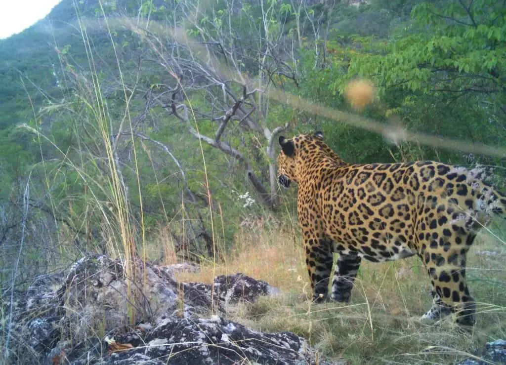 Esta es la cantidad de jaguares que se captaron en Álamos en el Censo Nacional