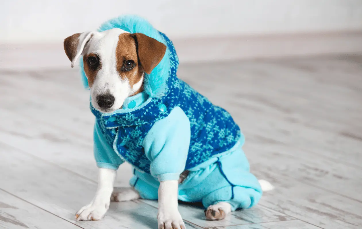 El uso de ropa en mascotas debe ser complementado con un buen mantenimiento del pelaje. Foto: Canva.com