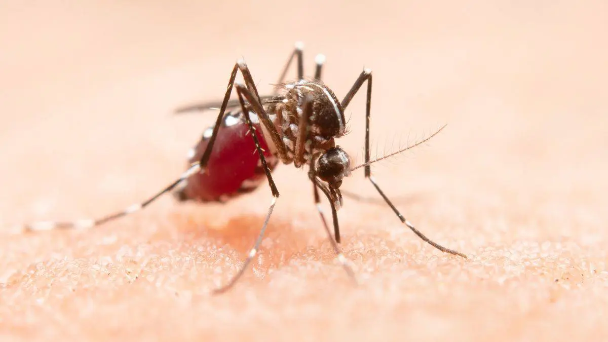 Dengue levanta alertas en Nogales.Fuentes: freepik.es