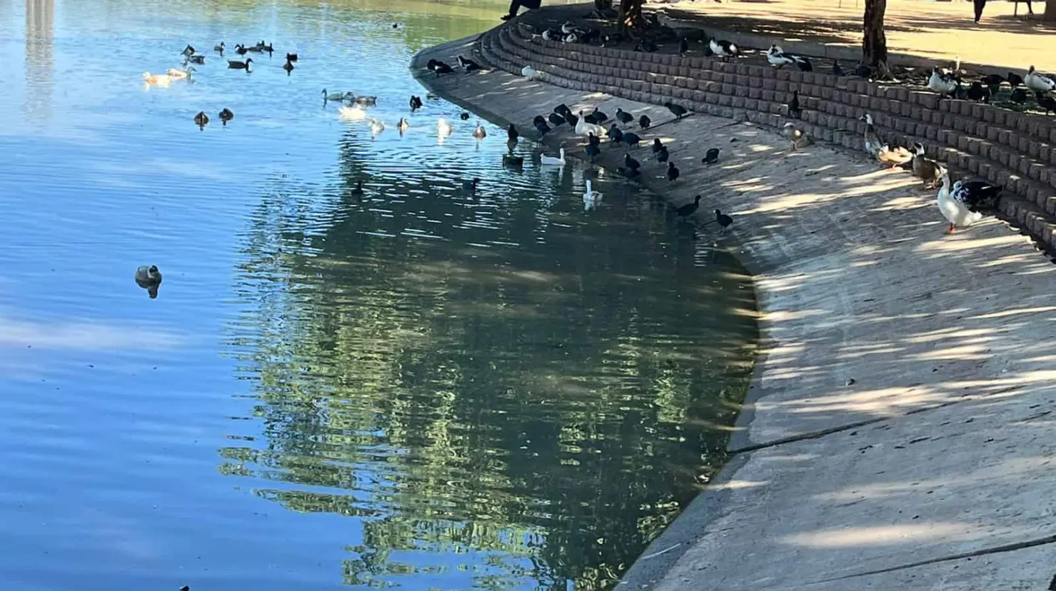 Laguna del Náinari en Ciudad Obregón luce casi vacía