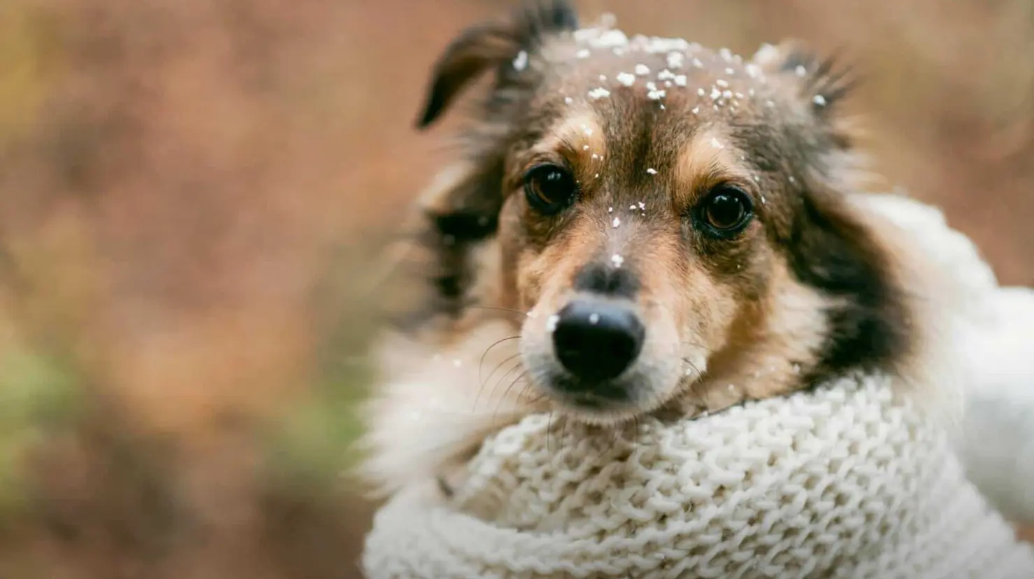 Foto: Freepik /  El cambio de clima y la exposición prolongada al frío pueden afectar la salud de perros y gatos.