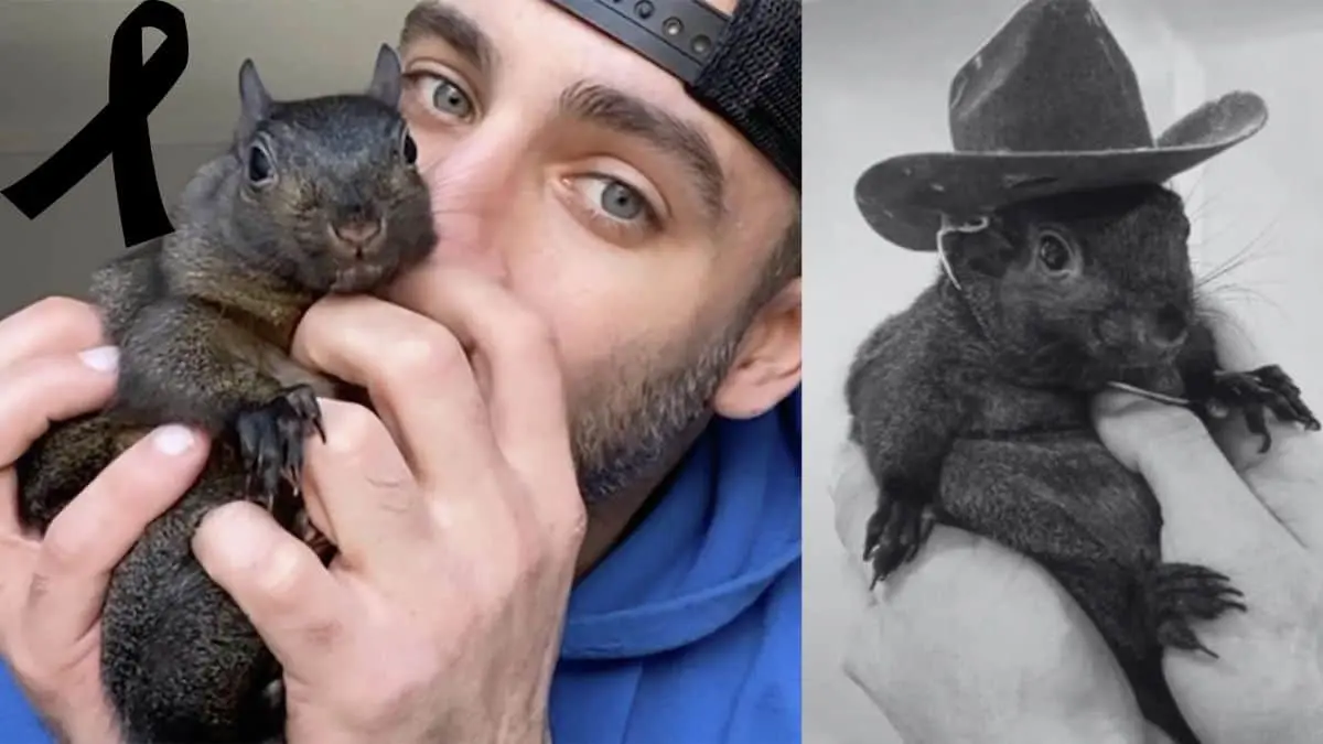 Peanut la ardillita que fue sacrificada por el gobierno  Fuentes: Instagram/@peanut_the_squirrel12