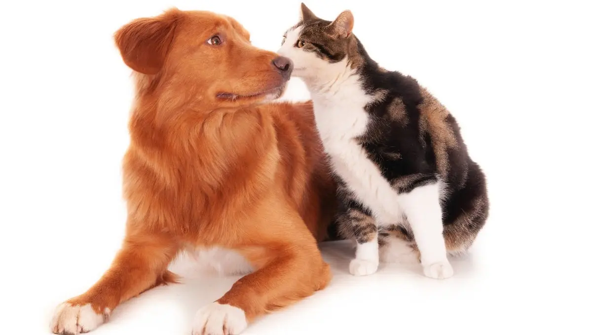 Animales de compañía | Freepik