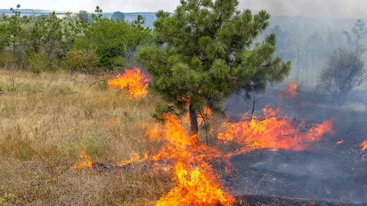 Vientos de Santa Ana pueden causar incendios. Foto: Gobierno de México