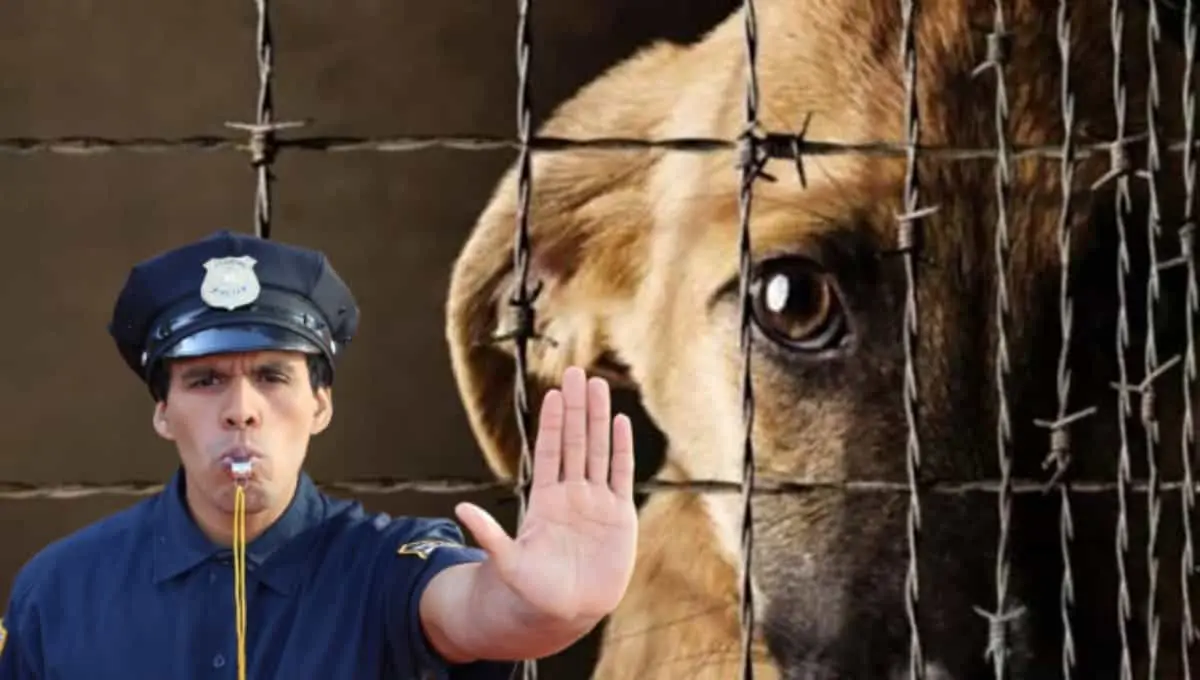 ¿Cómo se sanciona a los agresores de animales en Sonora y qué tan severo es?