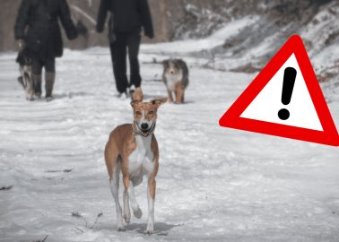 ¿De cuánto es la multa por pasear a los perros sin correa? Esto dicen los expertos