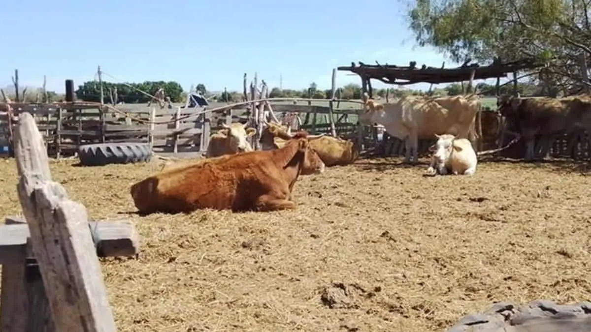 Abigeato, un delito que “pega” fuerte a pequeños ganaderos del Valle del Yaqui