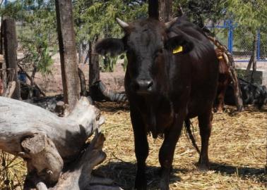 Exportación de ganado a EU queda suspendida de manera indefinida