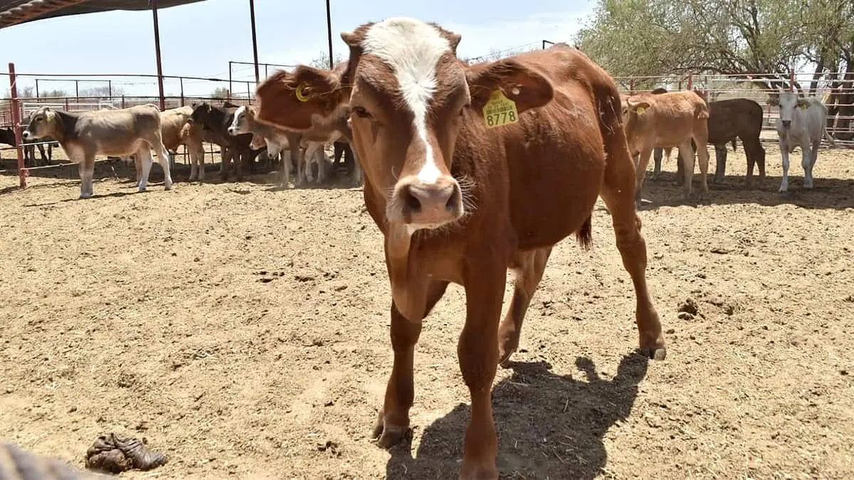 El precio del ganado en Sonora está a la baja