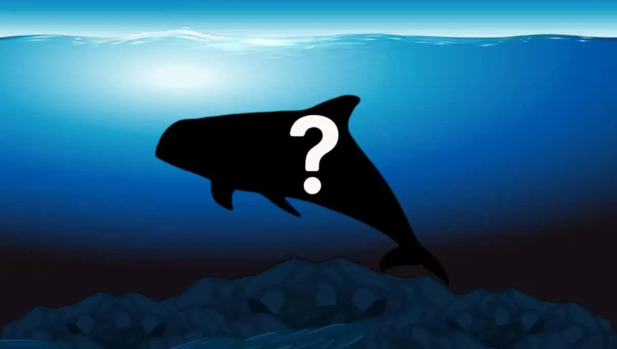 La marsopa más pequeña del mundo es endémica de México y habita en Sonora. Foto: Original