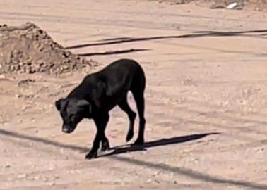 Sigue presencia de perros callejeros en colonias de Cajeme