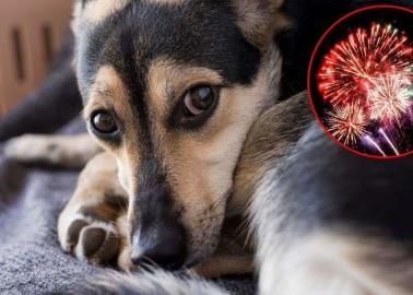 Esto le podría pasar a tu mascota si escucha fuegos artificiales