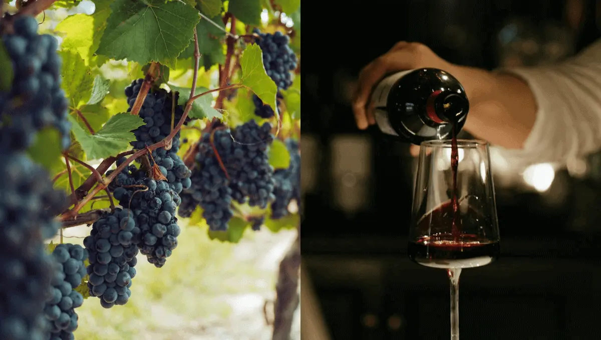 Fuente: Pexels/Grape Things/cottonbro studio