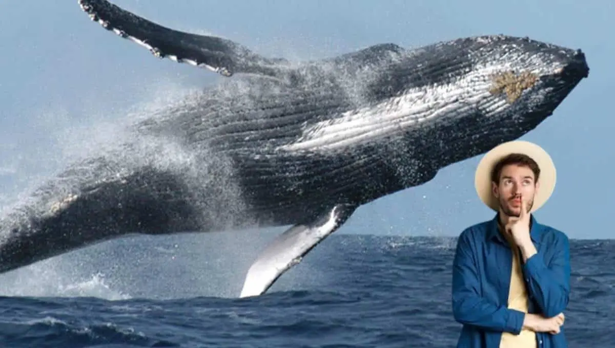 Ballenas en México conoce fechas, destinos y consejos para ver a estos animales. Foto: Original